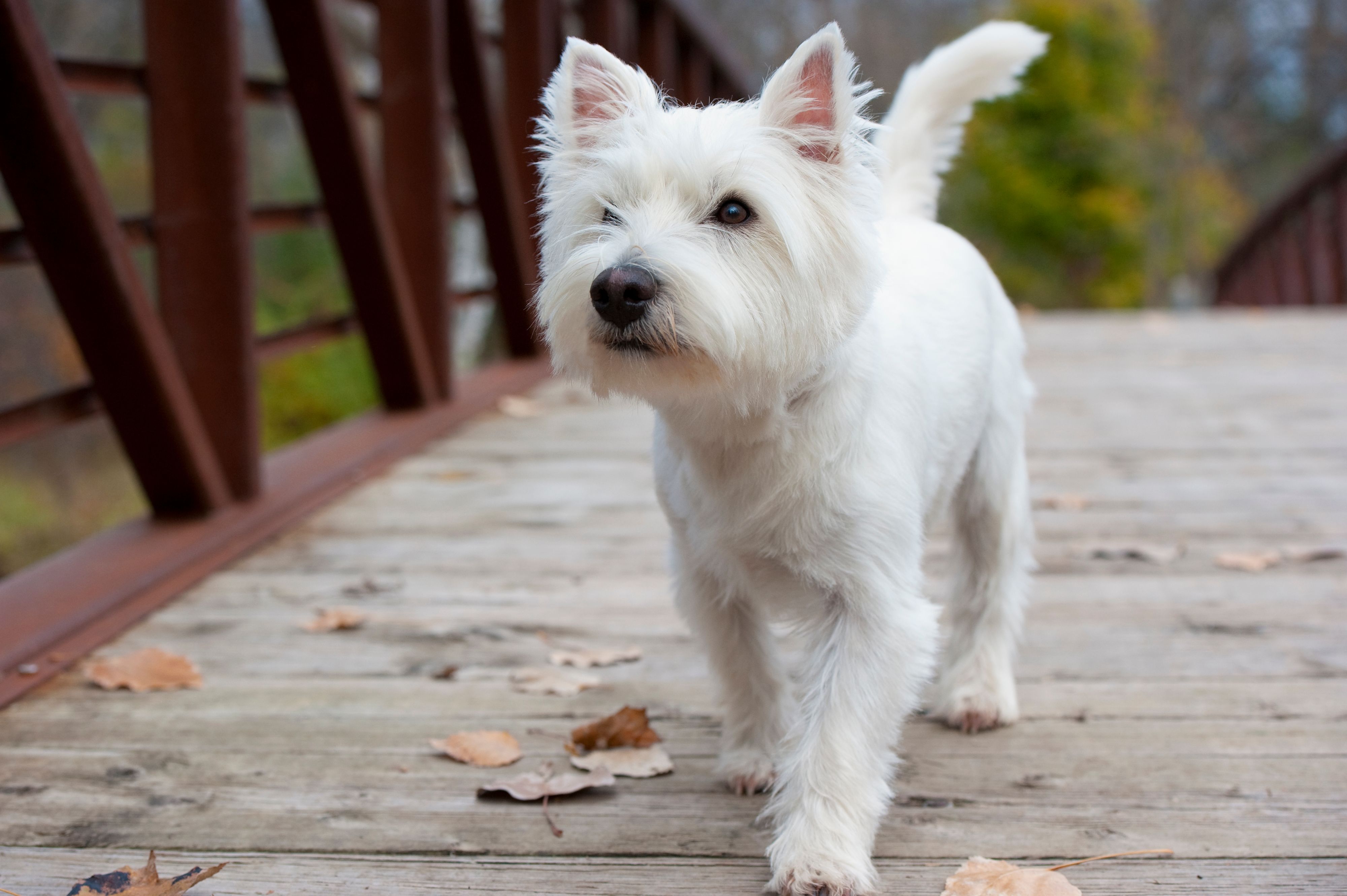Weil er seine Besitzer nicht in Ruhe fernsehen ließ, musste Westi "Thomas" ins Tierheim. 