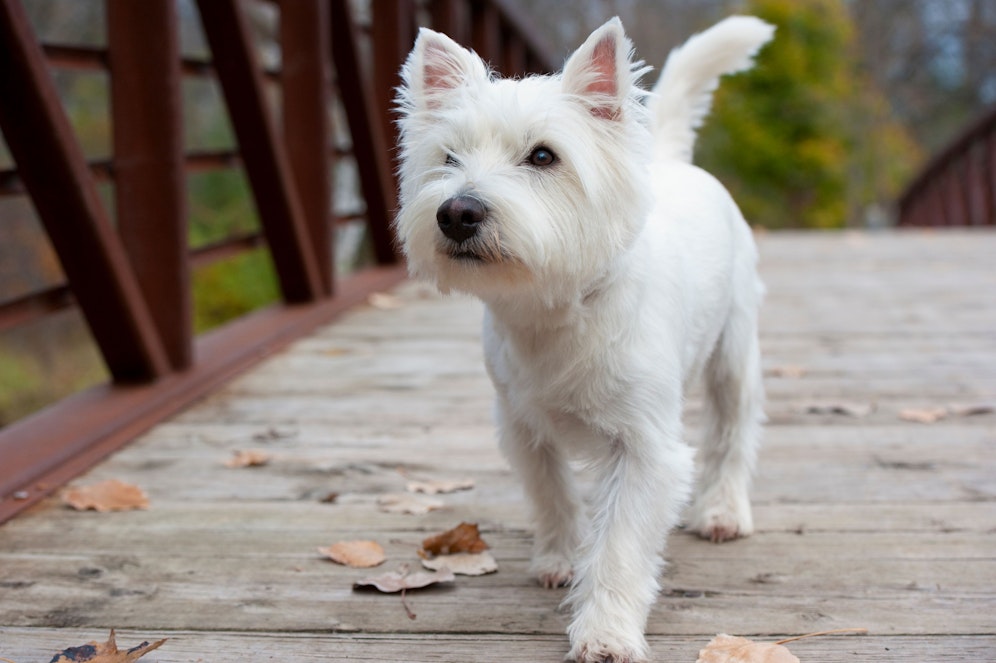 (Symbolbild) Weil er seine Besitzer nicht in Ruhe fernsehen ließ, musste Westi 