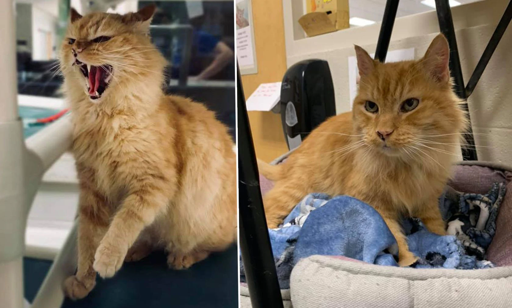 Das Tierheim verschleierte die Wahreit über den grummeligen Kater nicht.