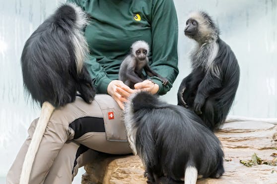 Bärenstummelaffe "Nafanas" Mutter verstarb zwei Wochen nach der Geburt. Nun muss die Kleine kämpfen...