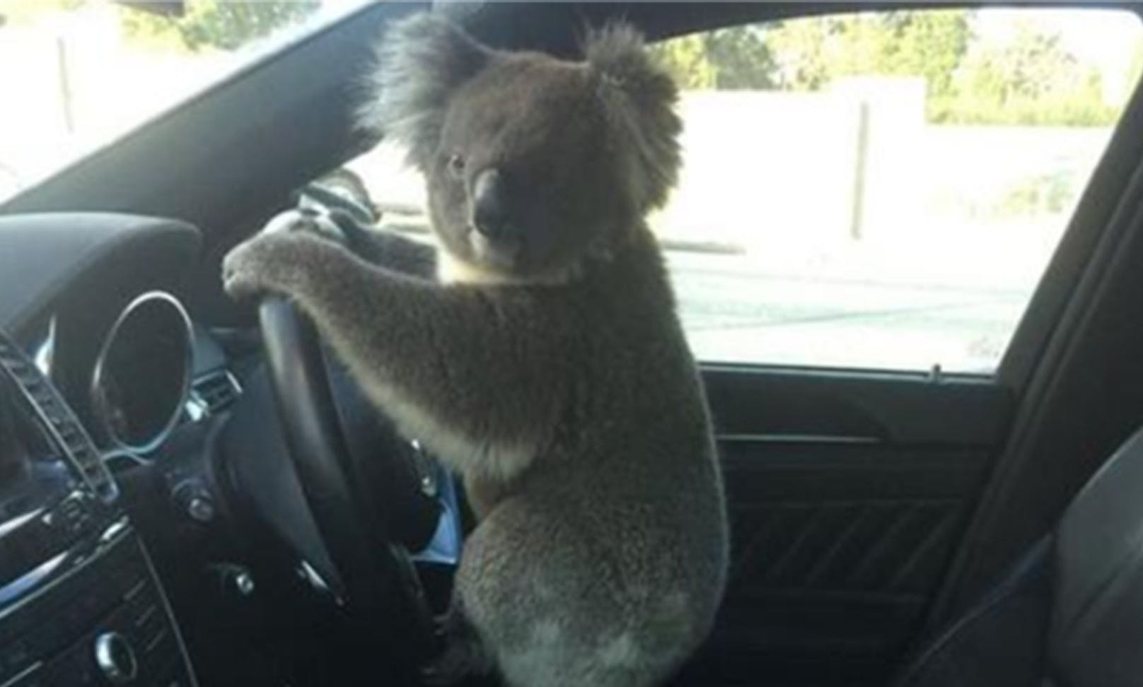 Im Süden Australiens verursachte dieser putziges Kerl einen Verkehrsunfall. 