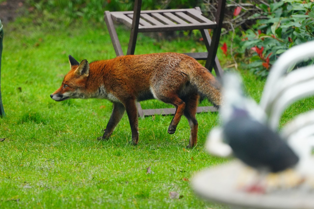 Heute.at - Kärntner entdeckt 2 gehäutete Fuchskadaver