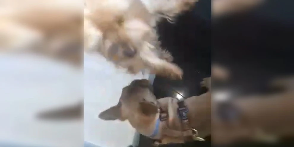 Dieses Quälvideo sorgt für Verstörung.