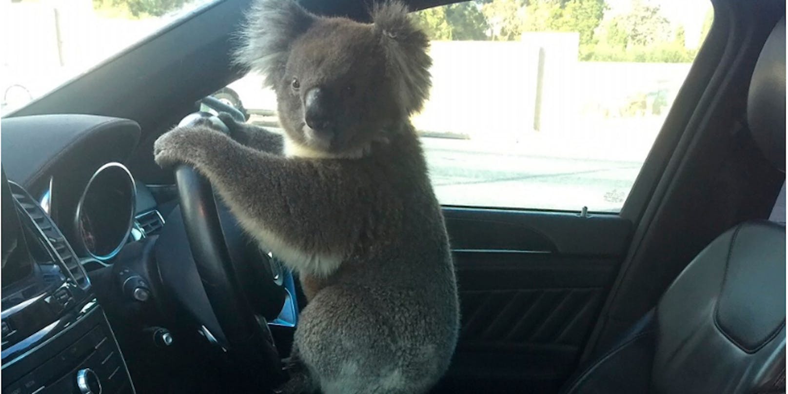 Der abenteuerlustige Koala im Auto.