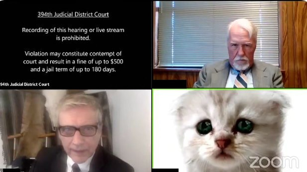 Ein Katzenfilter-Fauxpas auf Zoom erheitert das Netz.
