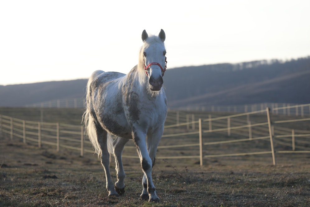Am ungarischen Gut Aiderbichl sollen nun die Hengste aus der spanischen Hofreitschule in Wien ihren Lebensabend verbringen. 