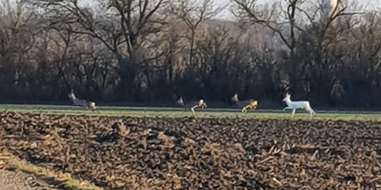 Ein "Heute"-Leserreporter entdeckte dieses seltene weiße Reh