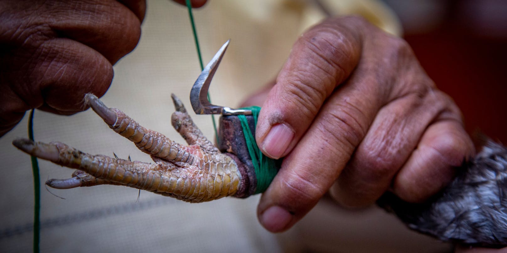 In vielen Regionen der Welt werden den Hähnen noch zusätzlich rasiermesserscharfe Klingen an die Füße gebunden. Diese Aufnahme stammt aus Chimalhuacan, Mexiko.