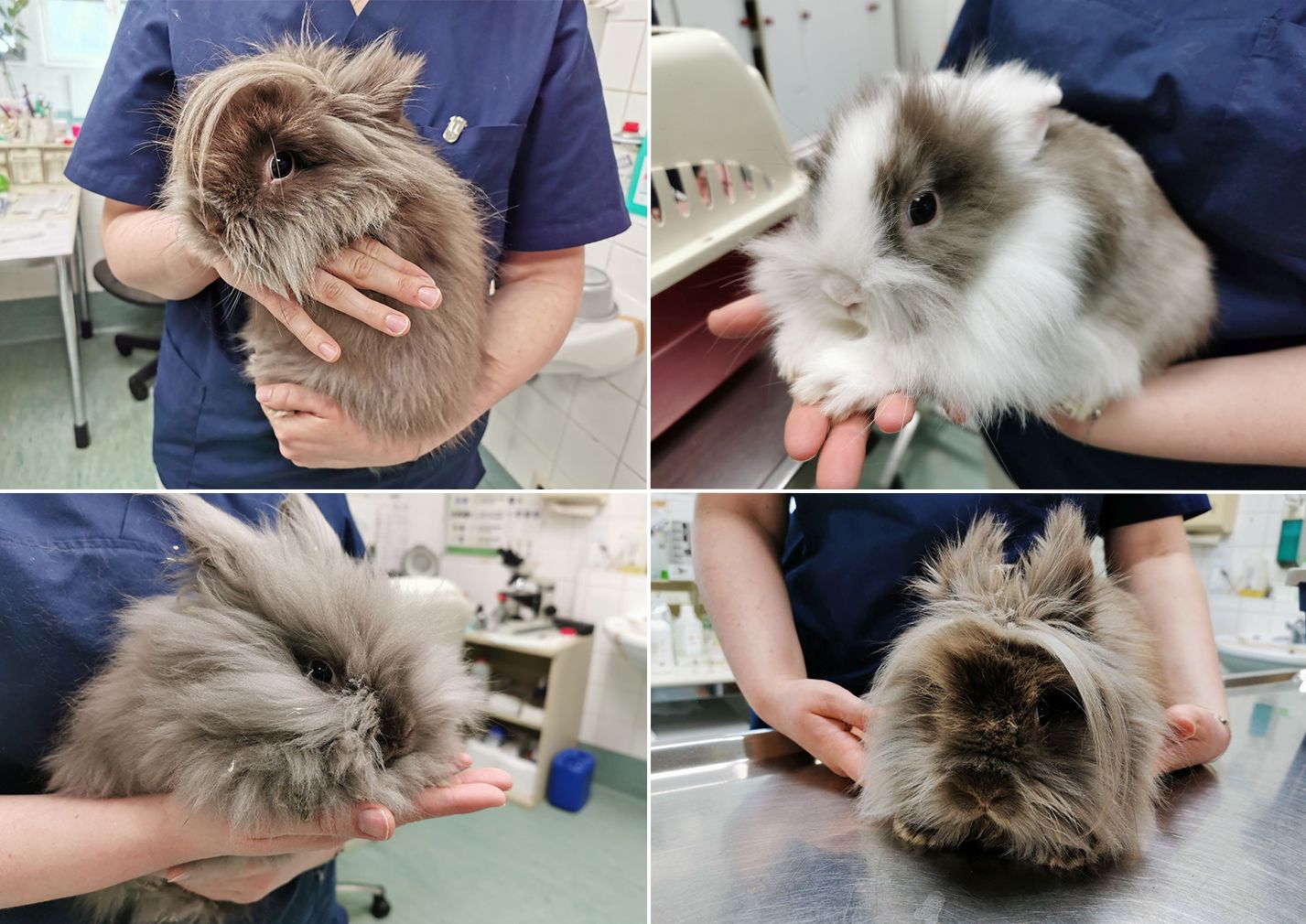 Vier entzückende Kaninchen wurden einfach im Müllraum eines Mehrfamilienhauses in Meidling ihrem Schicksal überlassen. 