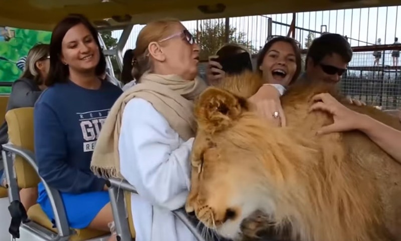 Der Löwe scheint sich an Menschen tatsächlich nicht zu stören. 