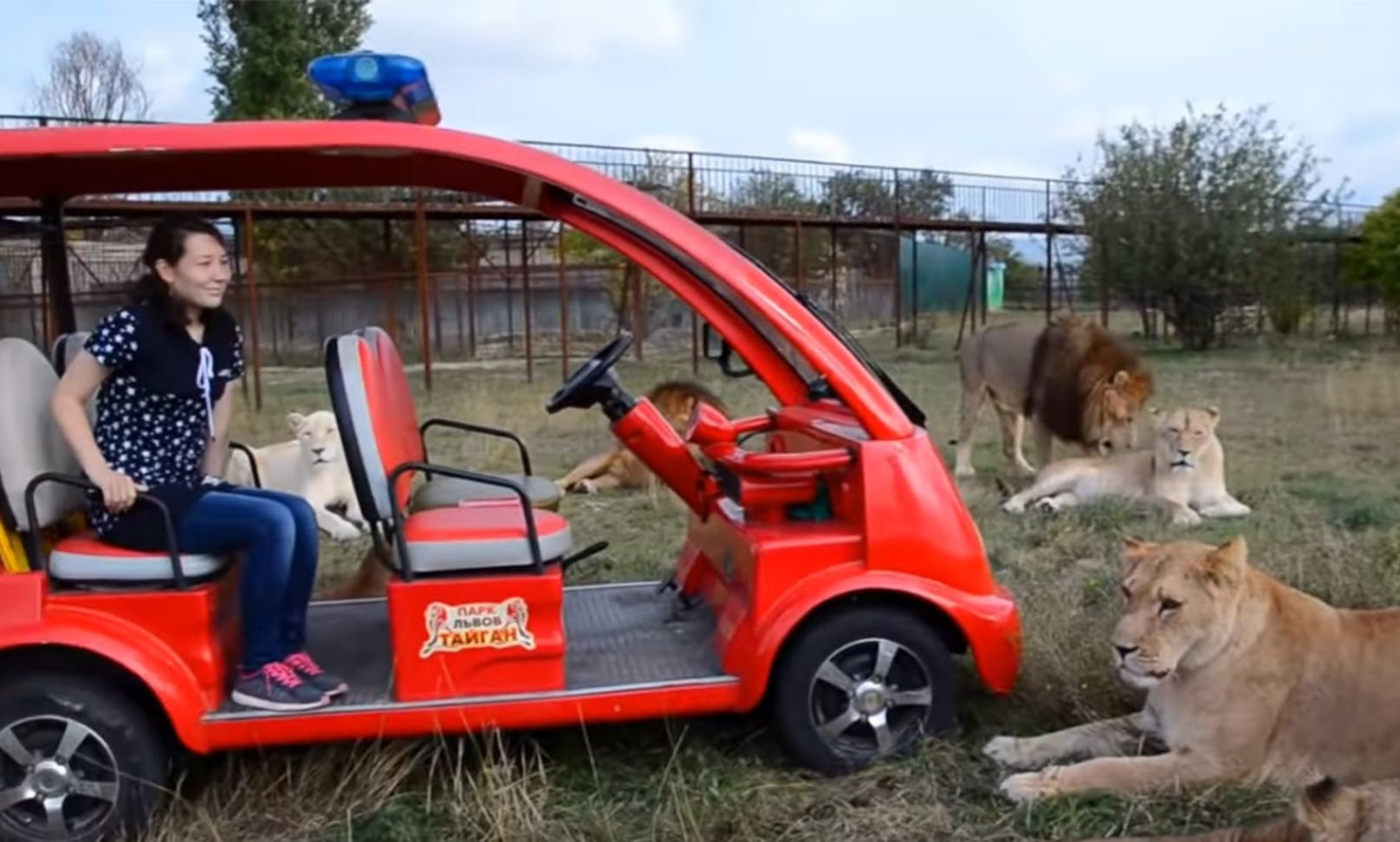 Der russische Safari-Park bietet Tuchfühlung mit Raubkatzen. 