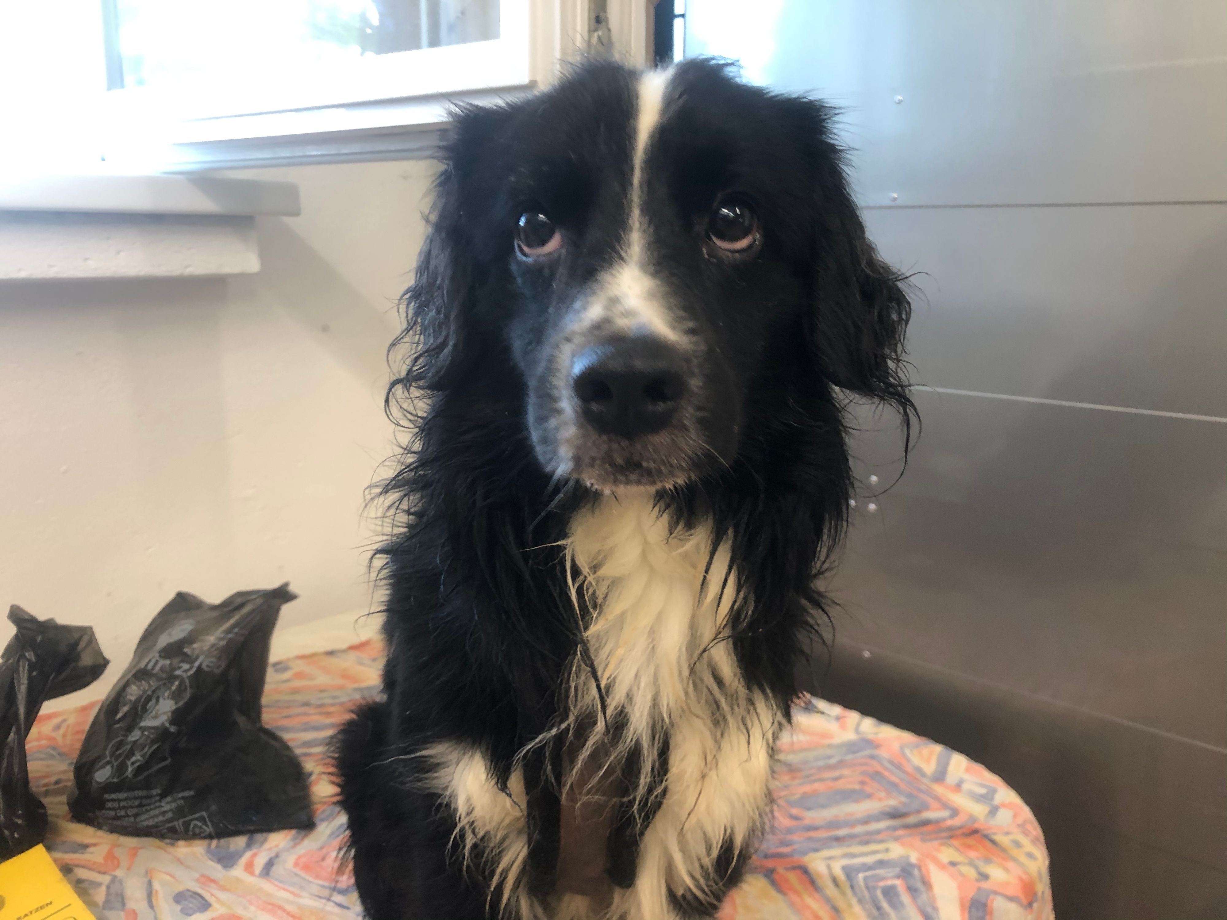 Ein Blick zum Dahinschmelzen. Auch dieser süße Vierbeiner musste wochenlang mit nur wenigen Quadratmetern klar kommen. 