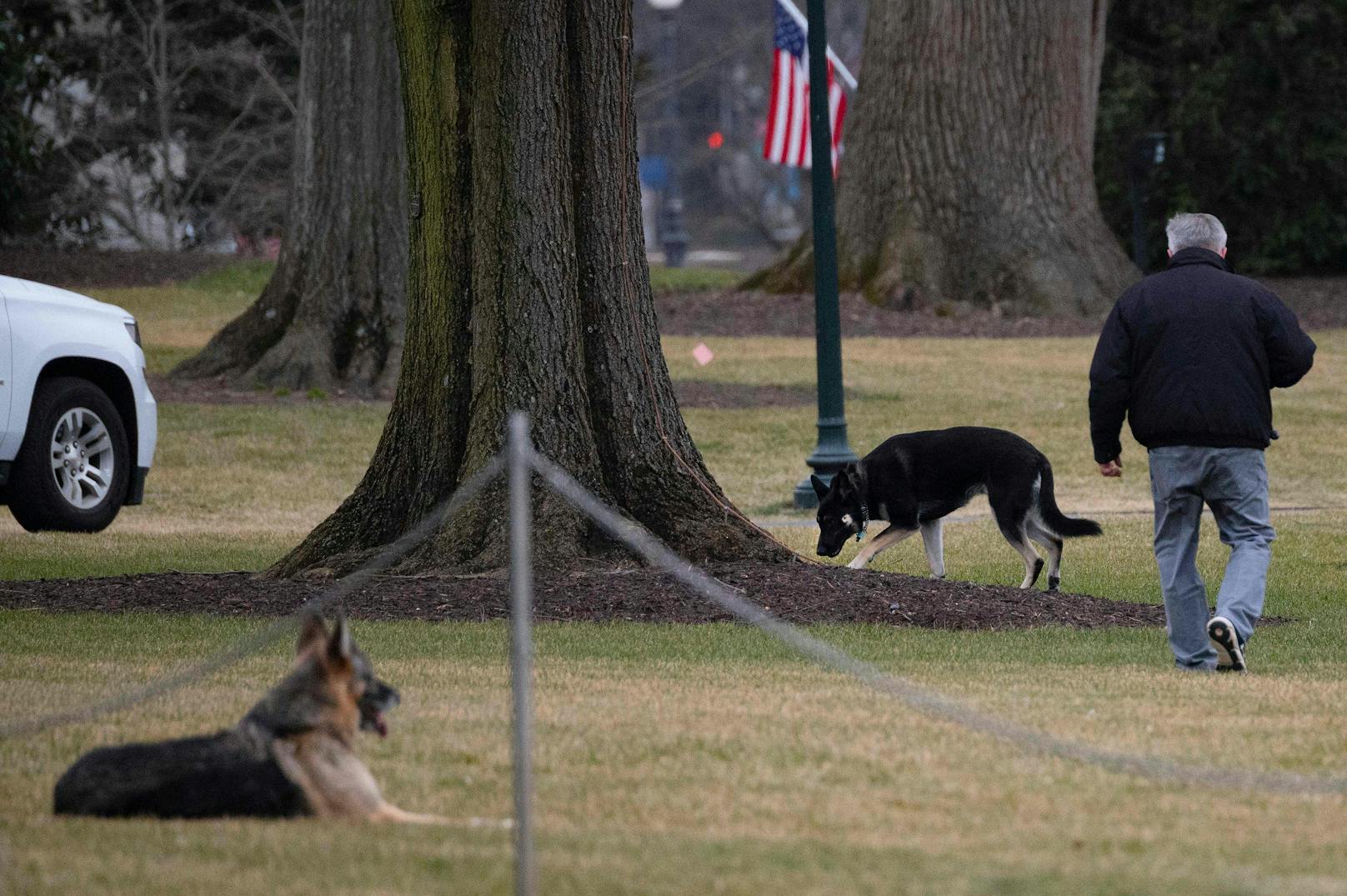 First Dogs "Major" und "Champ" mussten wieder aus dem Weißen Haus ausziehen. 