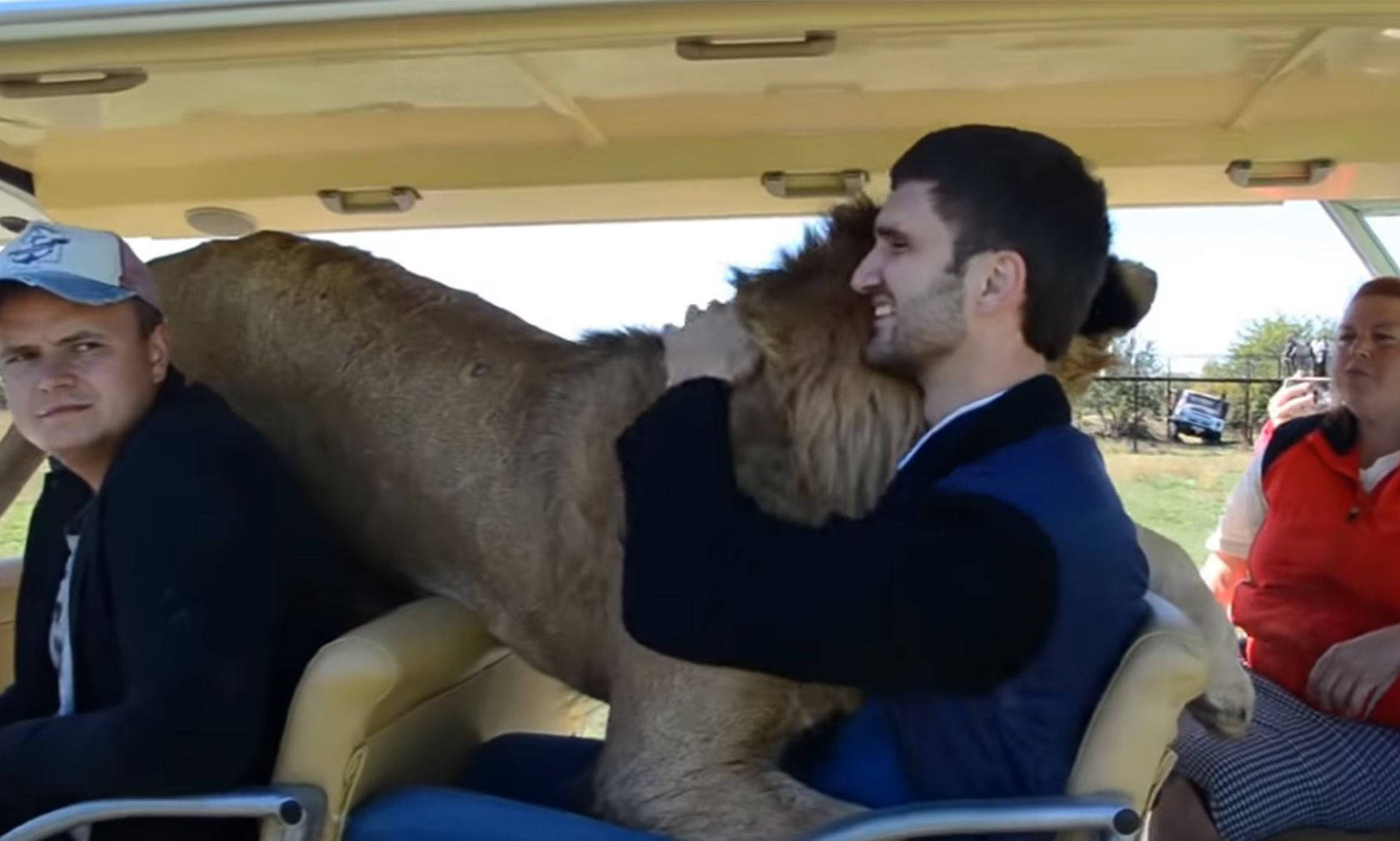 Der "Taigan Lion Park" in Russland machts möglich. Hier lassen sich die Löwen von den Besuchern kraulen. 