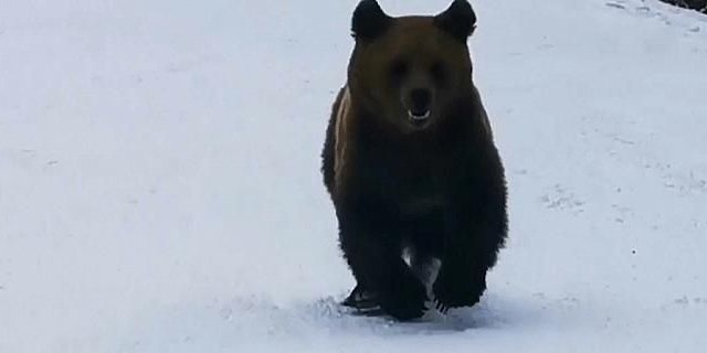 In einem rumänischen Skigebiet sorgte dieser Bär bei einer Skigruppe für einen erhöhten Adrenalinspiegel.