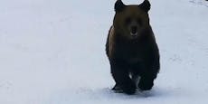 Video zeigt, wie Bär Skifahrer auf Piste verfolgt