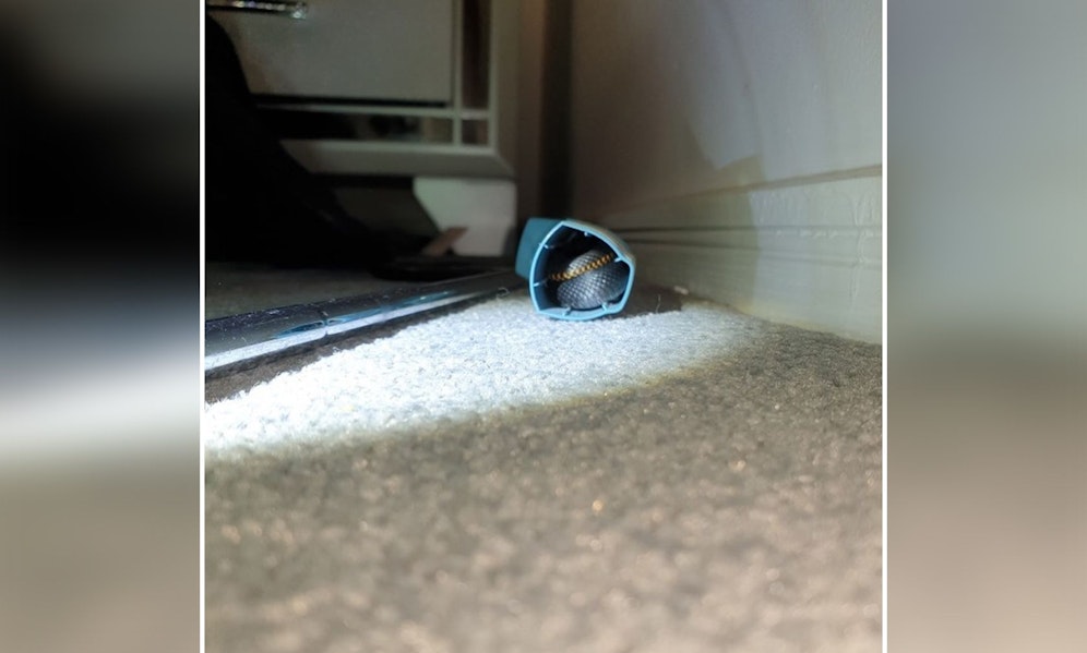 Die Schwarzotter suchte sich ein wirklich ungewöhnliches Versteck aus. 