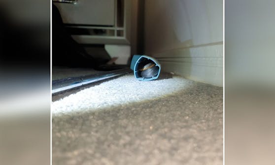 Die Schwarzotter suchte sich ein wirklich ungewöhnliches Versteck aus.