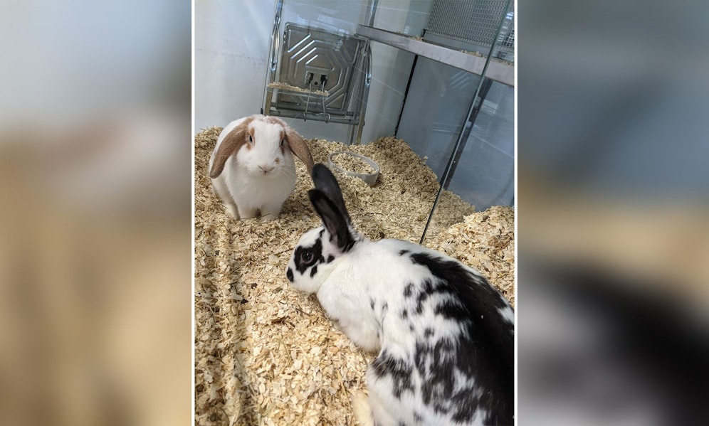 Trauriger Rekord. Fast täglich findet man in Wien ausgesetzte Haustiere. 