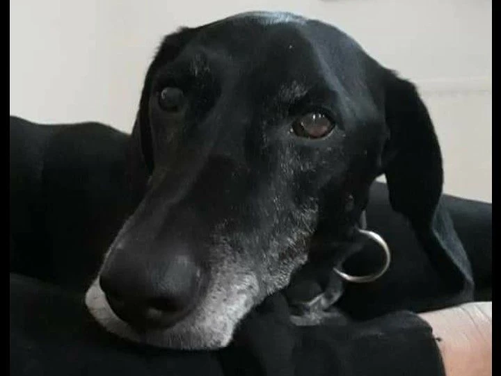 Besitzerin will ihren "Tobi" wieder zurück.