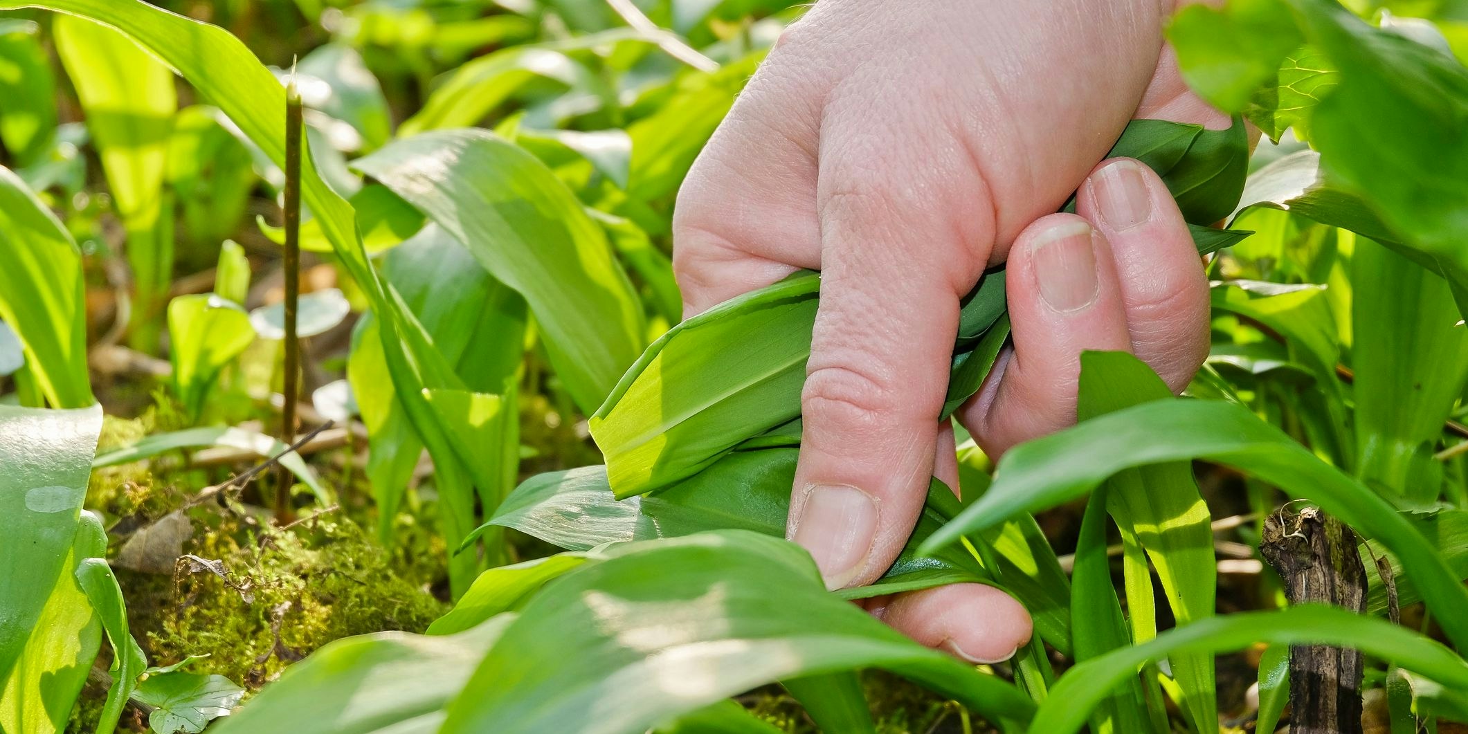 Die Pflanze die nach mildem Knoblauch schmeckt ist im Frühling besonders beliebt. 