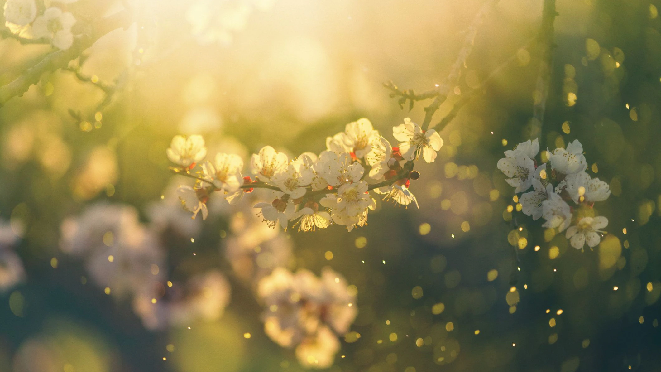 Heute.at - Jetzt geht's los! Heimtückische Gräserpollen im Anflug
