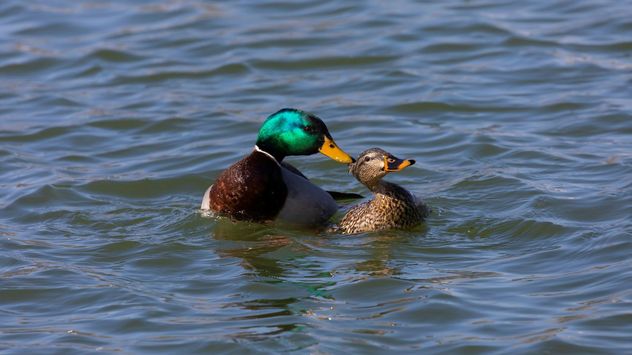 Die Paarung zweier Enten ist nicht unbedingt sehr romantisch.