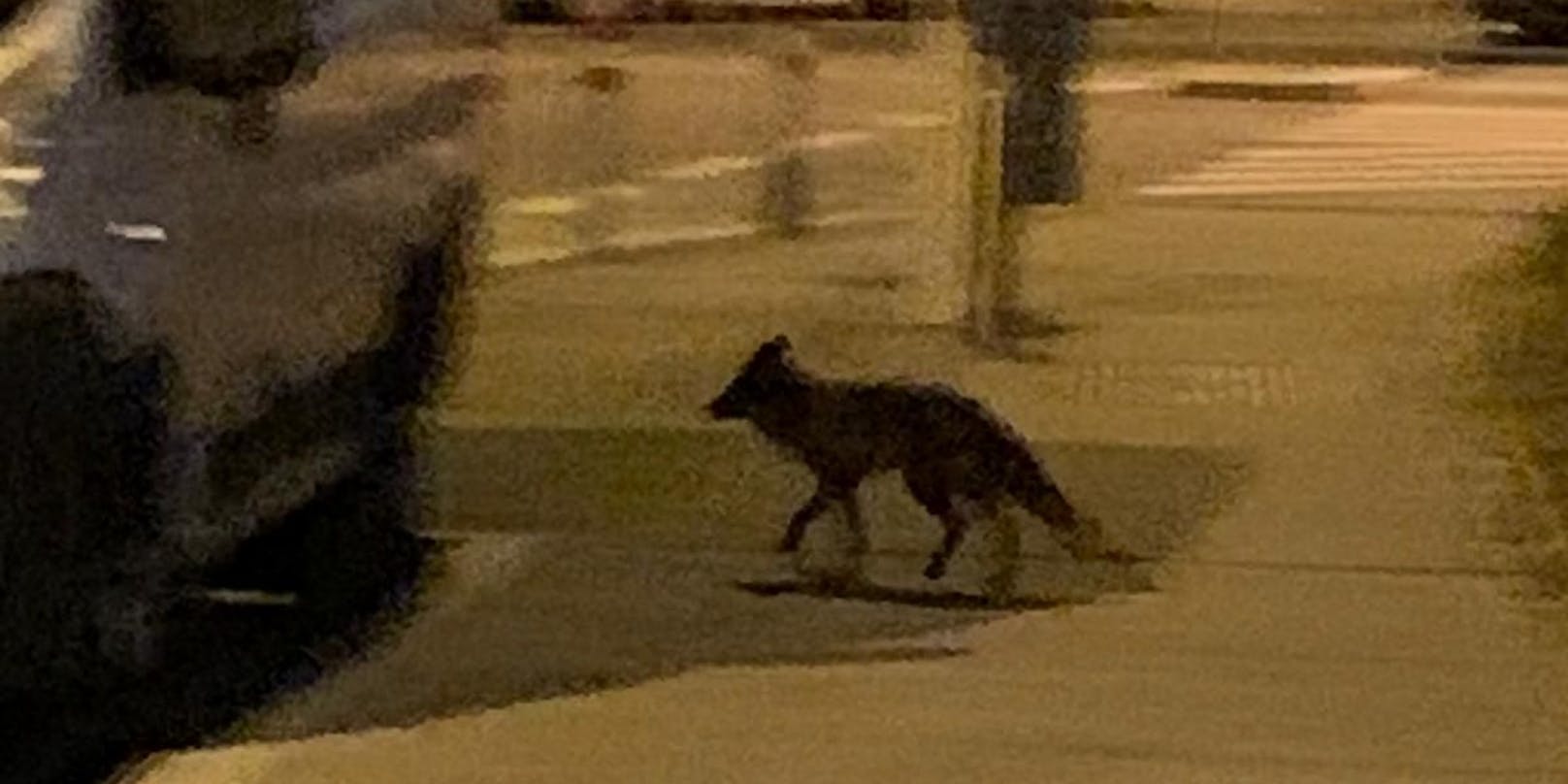Der Fuchs spazierte seelenruhig auf dem Gehsteig herum.