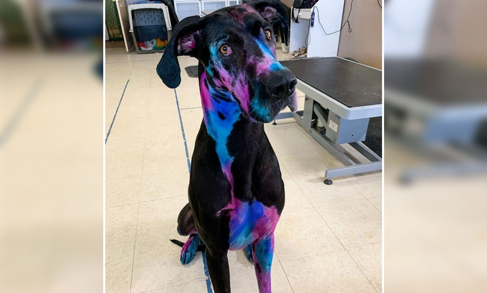 Ob sich Hündin "Echo" die Pflege vom Frauchen so vorgestellt hatte? 