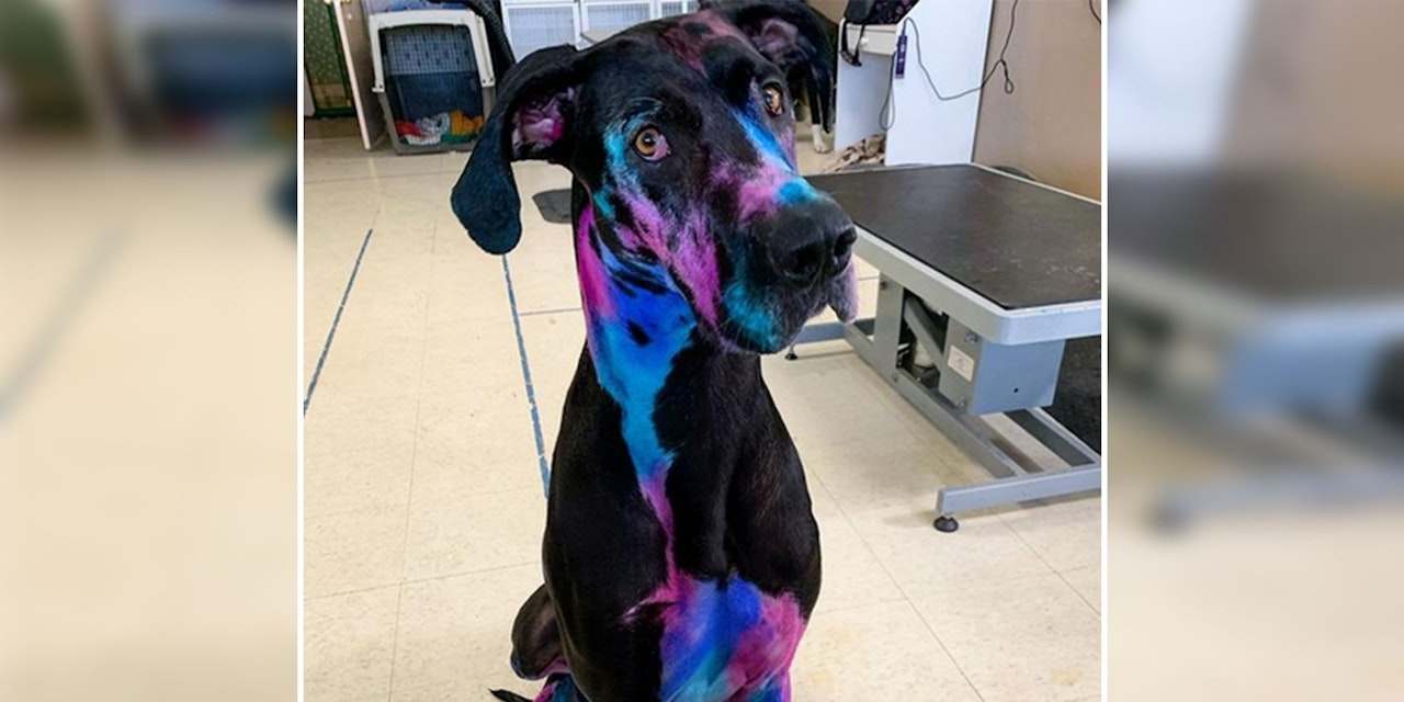 Great Dane looks like a rainbow!  – pets