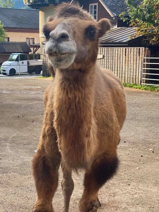 "Sultan" vom Weißen Zoo ist altersbedingt gestorben.