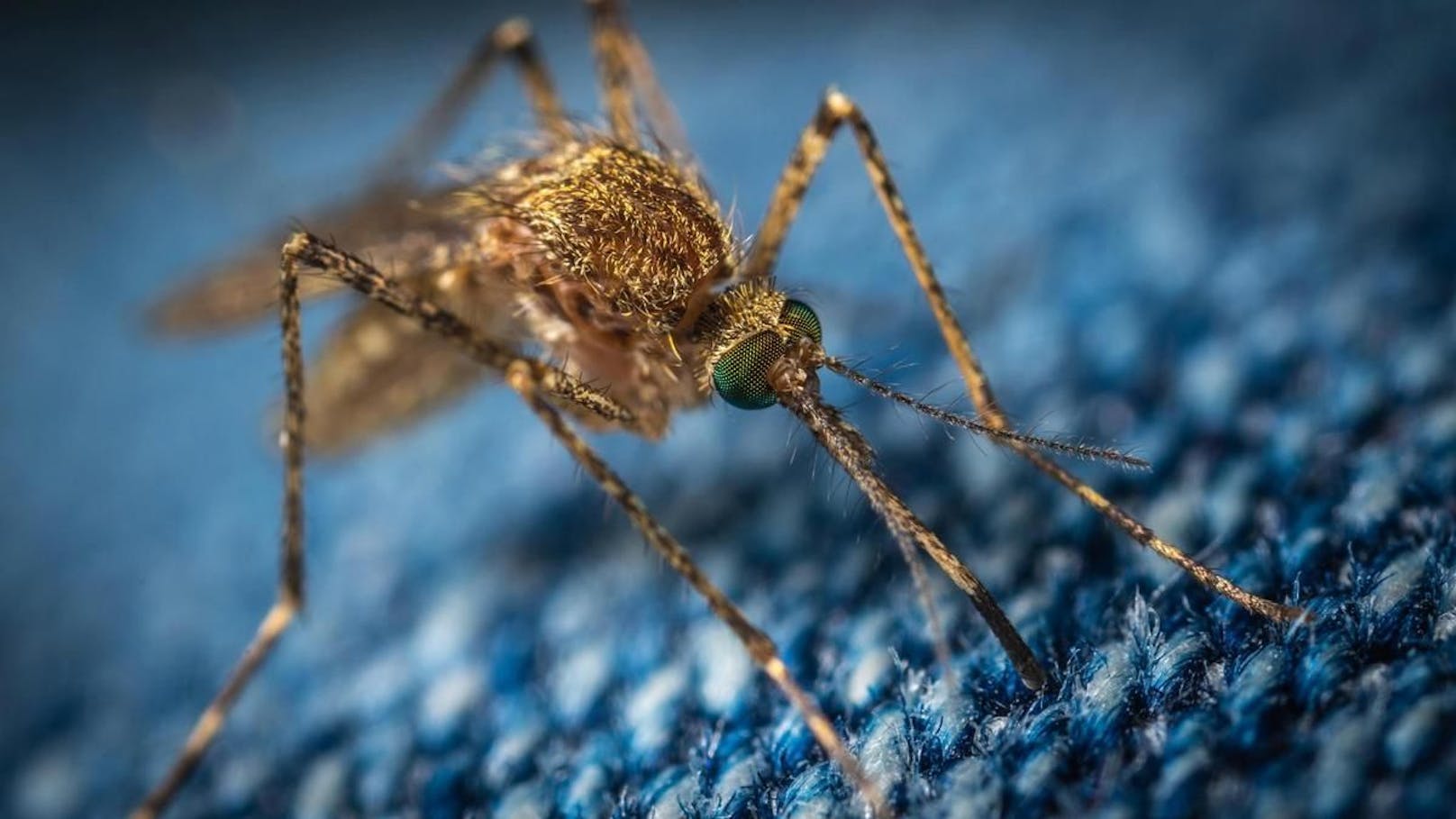 Laser aus Mini-Computer schießt Stechmücken ab
