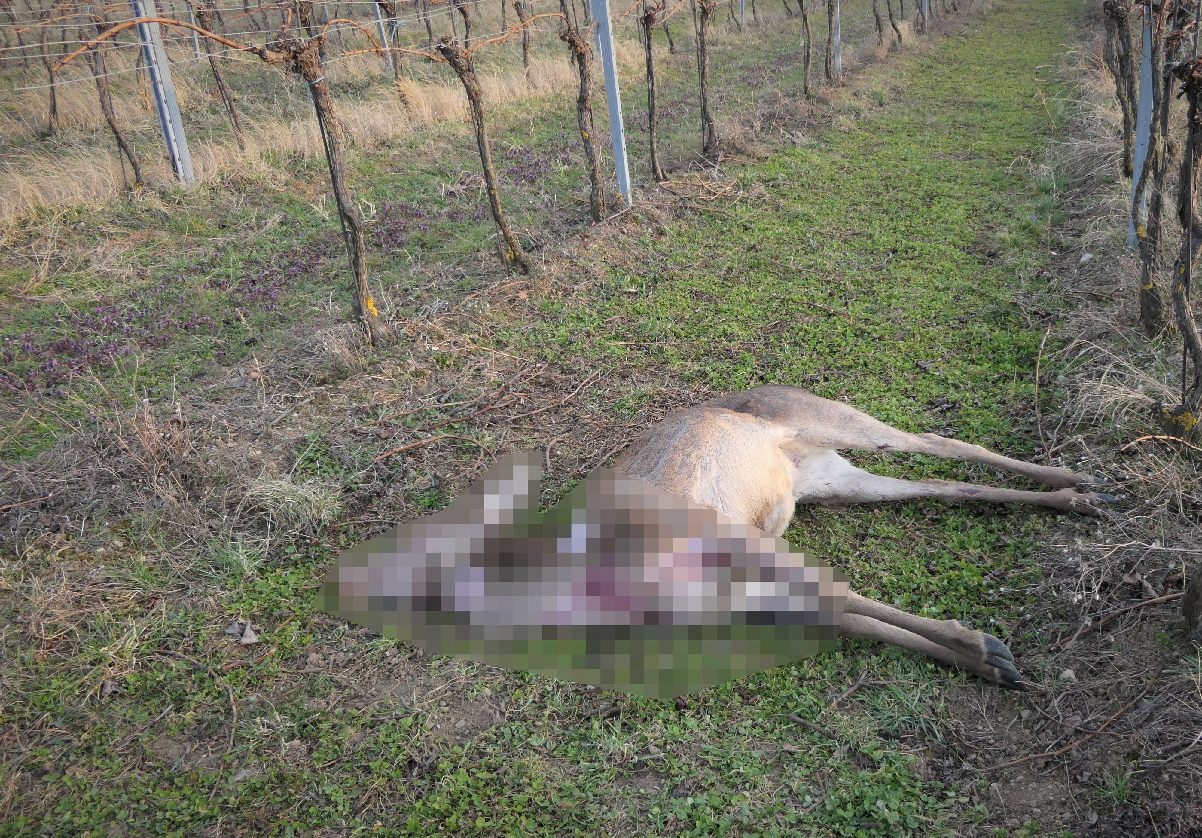 Ein Landwirt fand das tote Rehwild in Luftenberg (Bez. Perg). (Symbolbild)