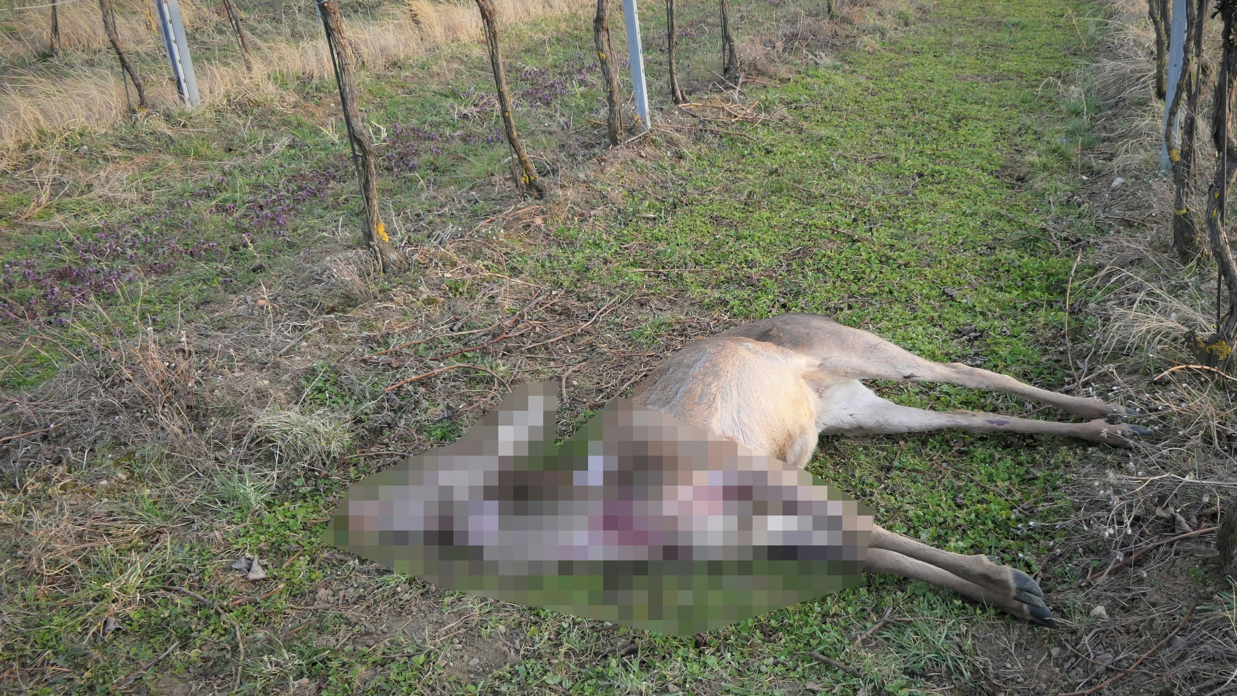 Heute.at - Wilderer geht um: Polizei hat Appell an die Bevölkerung
