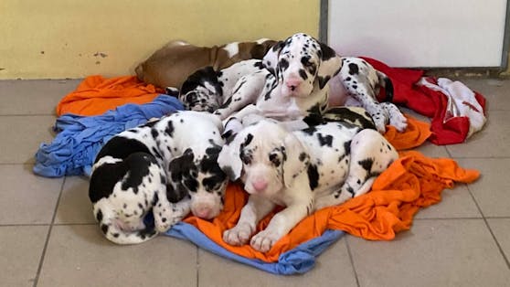 Das Boot ist voll: 101 Welpen diverser Rassen sitzen nun im Tierheim Nürnberg.
