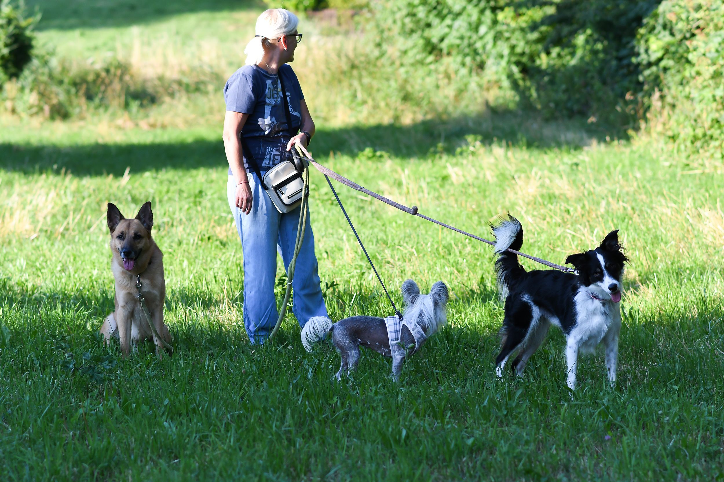 Angeblich stoßen Hunde zu viel Kohlenstoffdioxid aus. In Deutschland prüft man nun, ob hier eine zusätzliche Steuer sinnvoll wäre. 