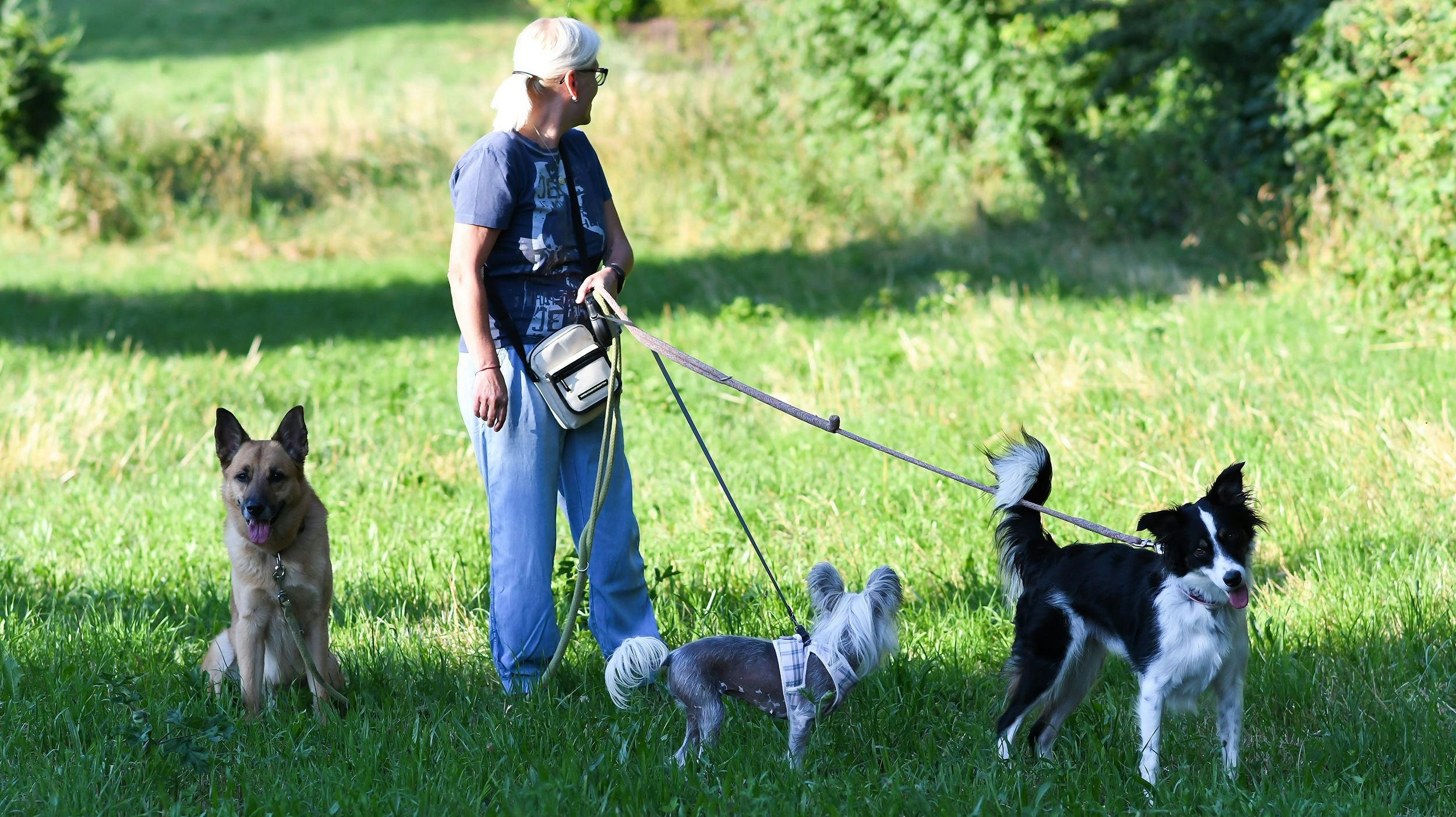 Angeblich stoßen Hunde zuviel Kohlenmonoxyd aus. In Deutschland prüft man nun ob hier eine zusätzliche Steuer sinnvoll wäre. 