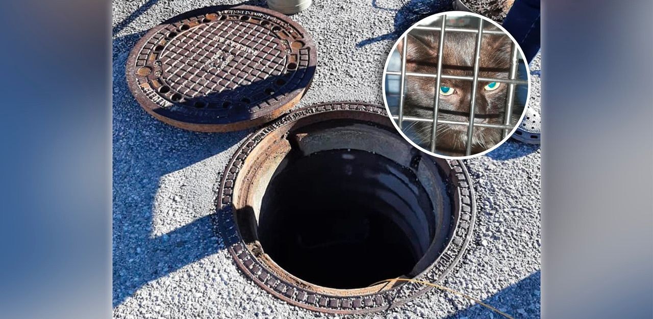 Heute.at - MiAUA! Katze war eine Woche in Kanalrohr gefangen