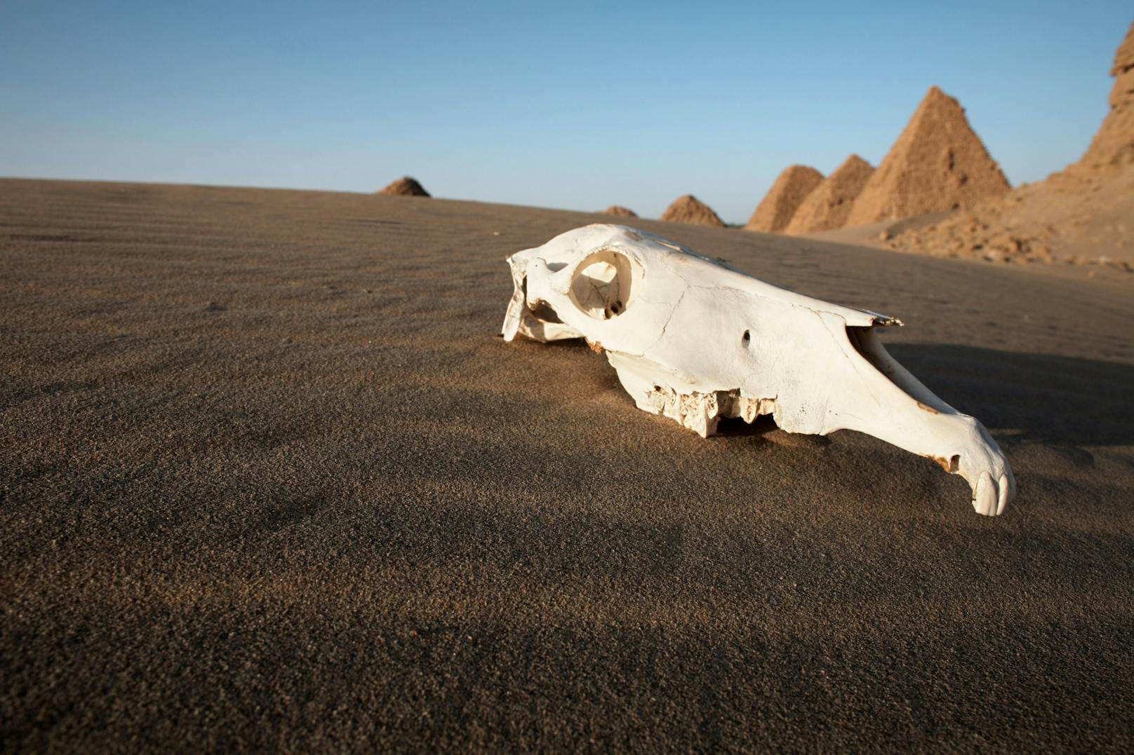 Ein Schädel eines Kamels in der Wüste des Sudan. Symbolbild