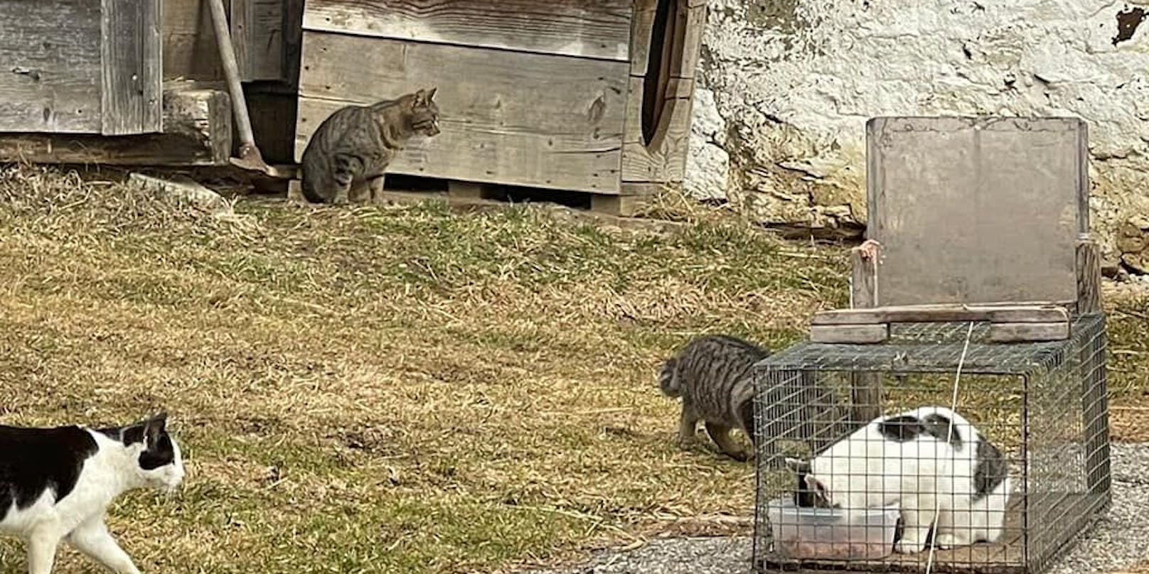 Der "Tierschutz aktiv Kärnten" kümmert sich um Streunerkatzen - dabei stießen die Tierschützer auf einen besonders brutalen Fall von Tierquälerei.