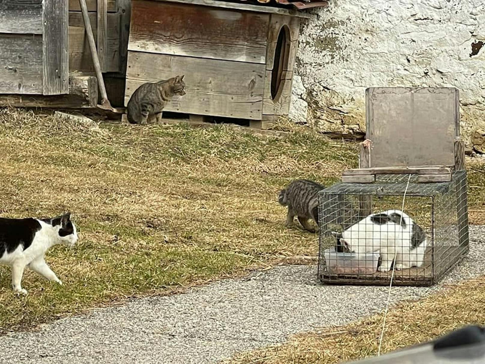 Ein grausamer Fall in Kärnten machte uns alle sprachlos: Eine Frau ernährte ihren Hund jahrelang mit den Babys von Streunerkatzen. ---&gt; <a href="https://www.heute.at/s/kaernten-hund-wurde-jahrelang-mit-katzenbabys-ernaehrt-100132883">ARTIKEL</a> <br>
