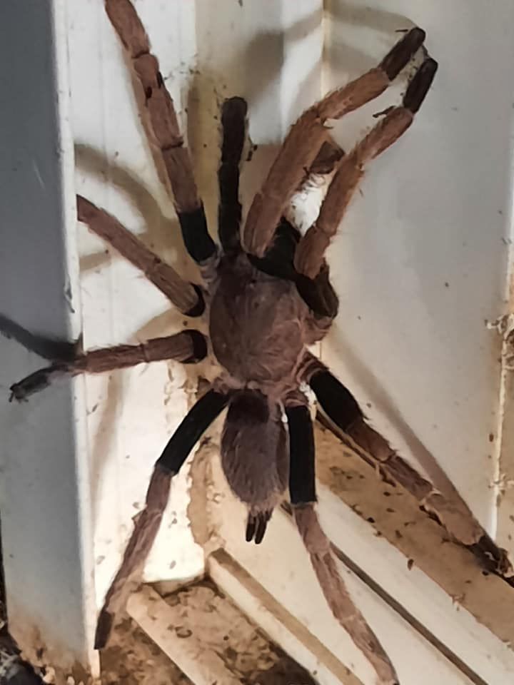 Das Tier ist eine männliche Tarantel die schon mindestens sieben Jahre auf dem behaarten Buckel hat. 