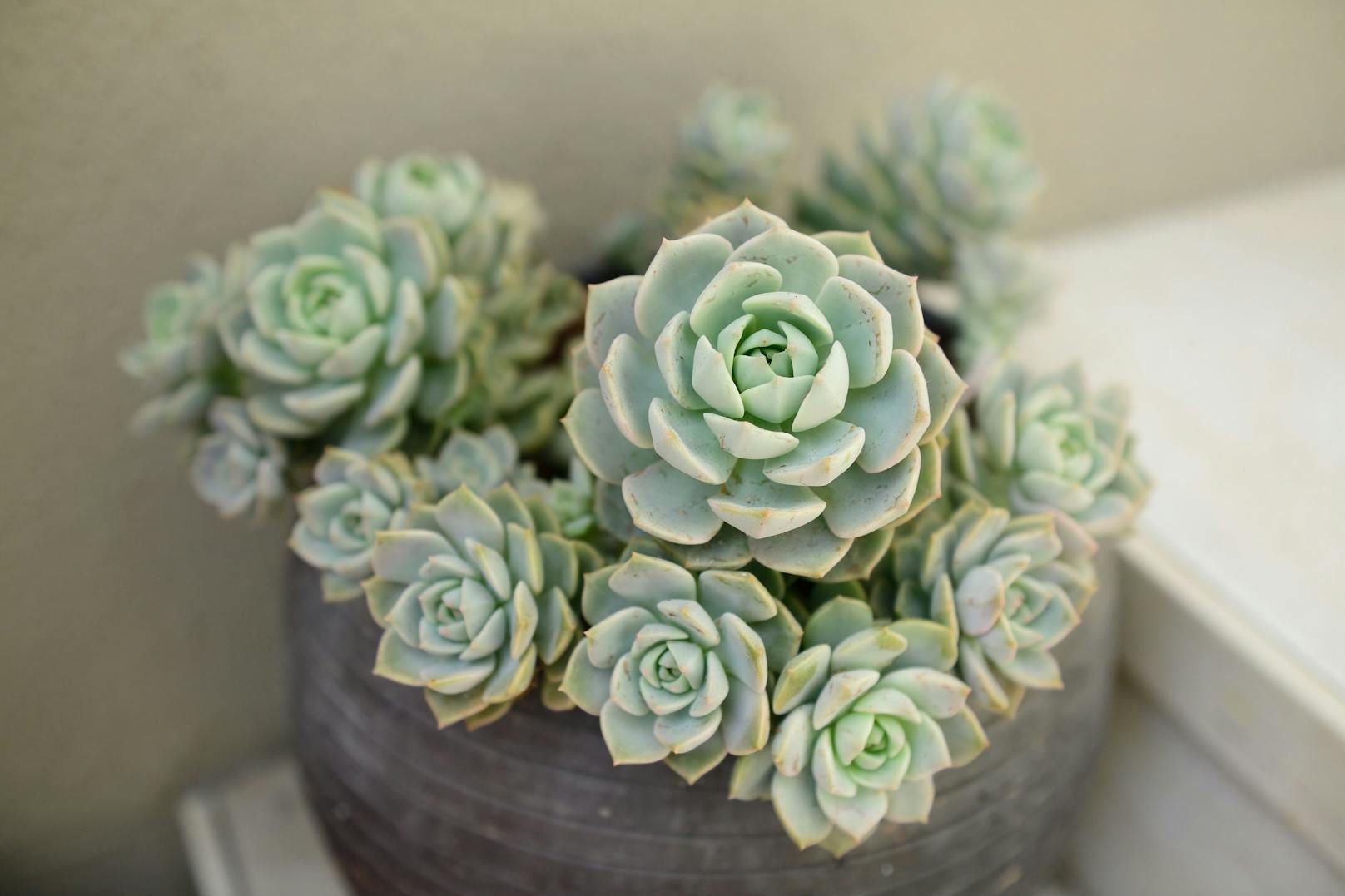 Echeveria