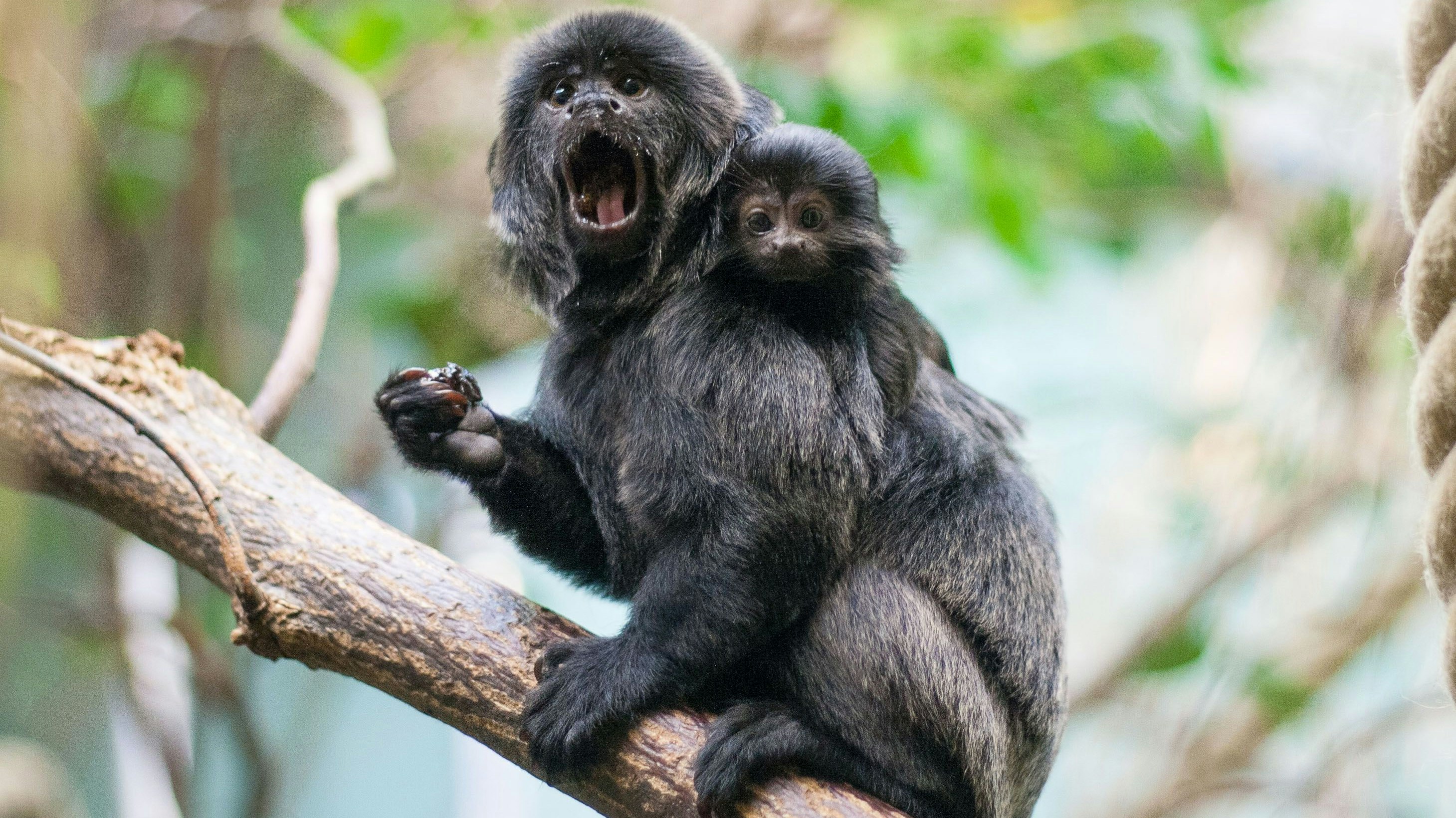 Gleich die ganze Gruppe Seidenäffchen verstarb im Zoo Duisburg. 