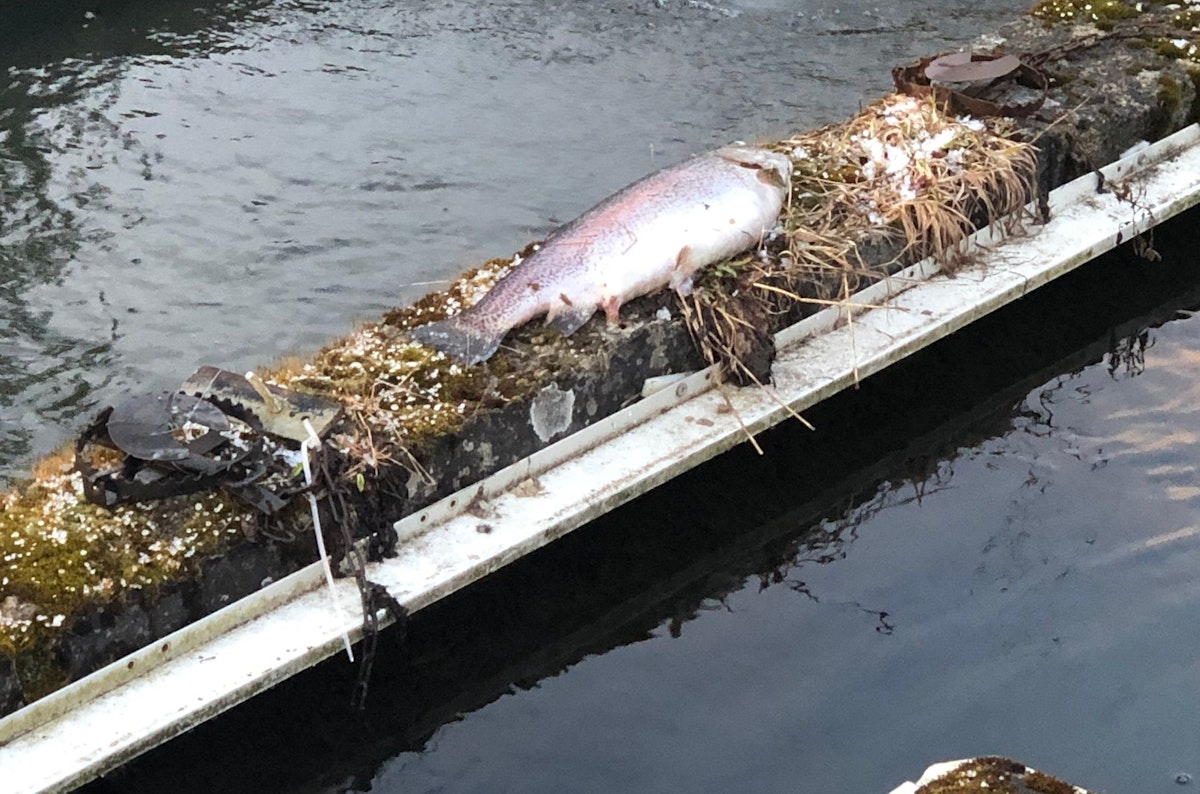 Auf einem privaten Fischteich sollten die Foltergeräte offenbar gegen den streng geschützten Fischotter zum Einsatz kommen. 