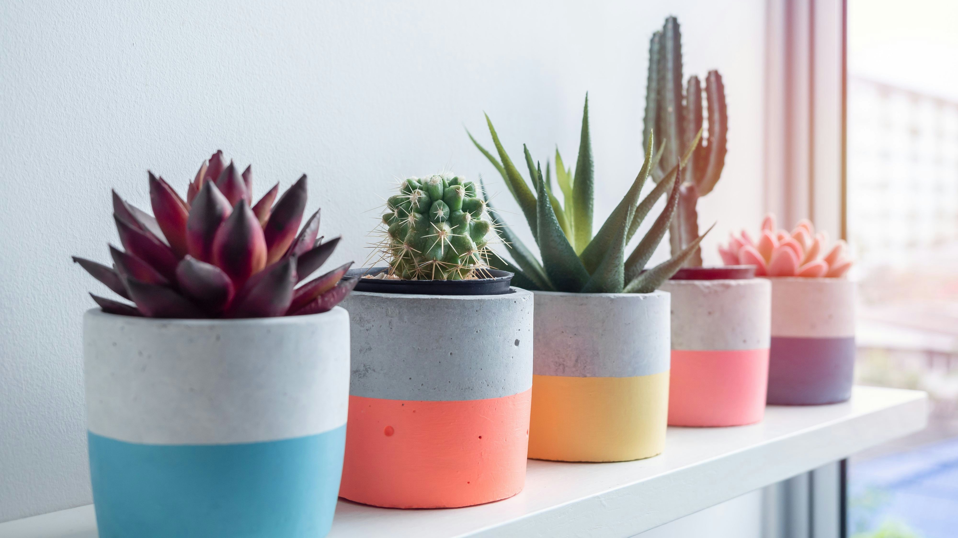 Manche Zimmerpflanzen kommen ohne viel Pflege aus.