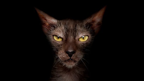 Gestatten..., Werkatze. "Lykois", oder Werwolfkatzen sind sehr selten.