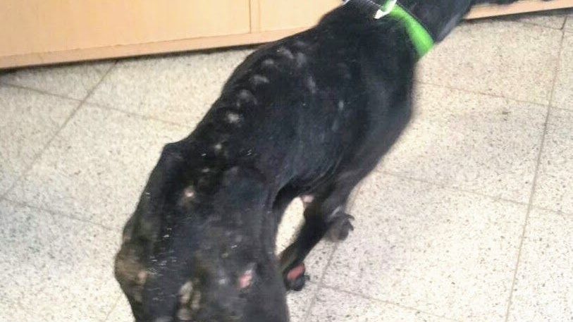 Ein wirklich dramatischer Anblick! "Hildi" wurde am Wienerberg entdeckt. 