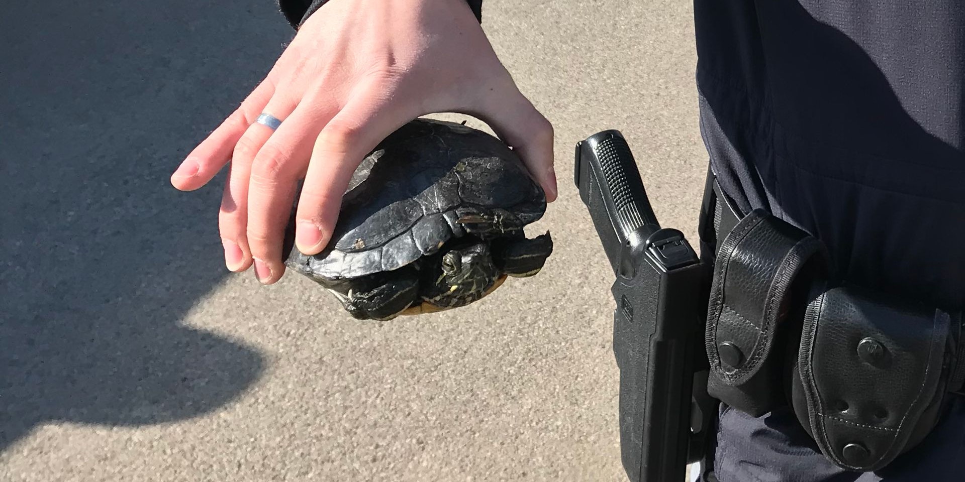 Diese Amerikanische Rotwangen-Schmuckschildkröte wurde in Moosburg ausgesetzt