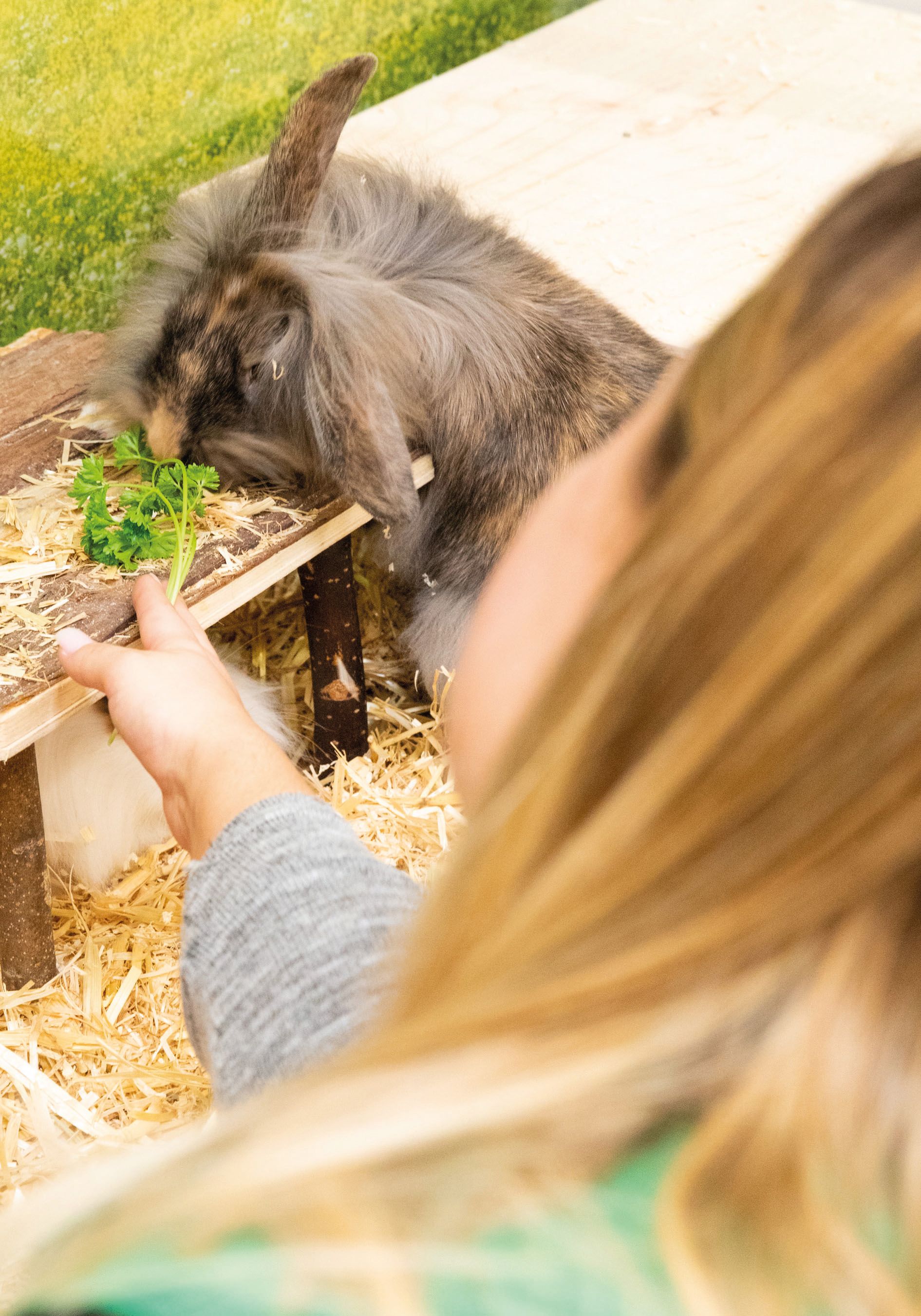 Zweite Chance für Heimtiere in der Adoptierstube
